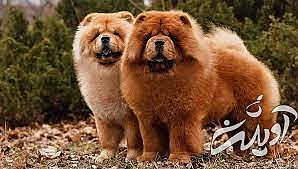 ویژگی های شخصیتی سگ چاو چاو